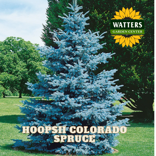 HOOPSII COLORADO SPRUCE 10gal