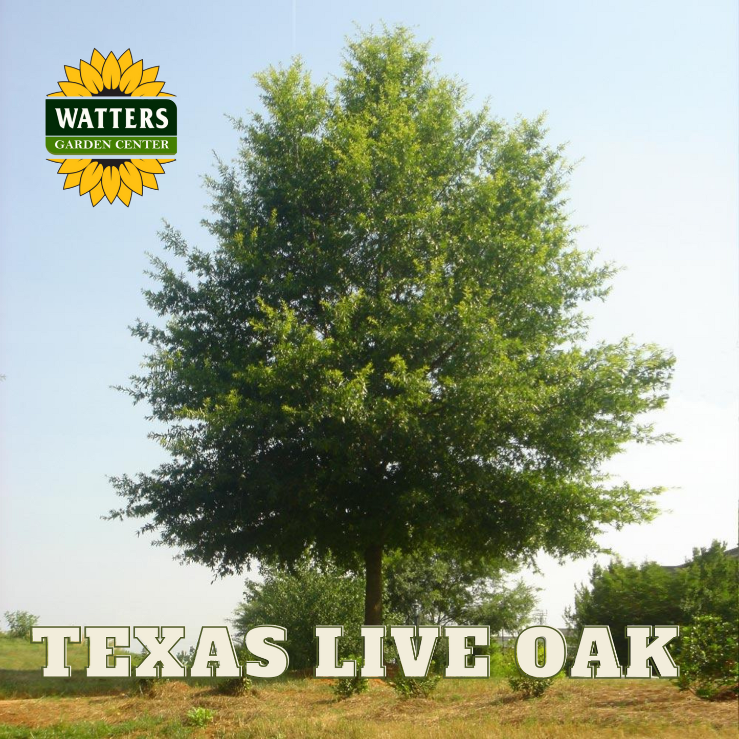 JOAN LIONETTI TEXAS LIVE OAK TREE 7gal
