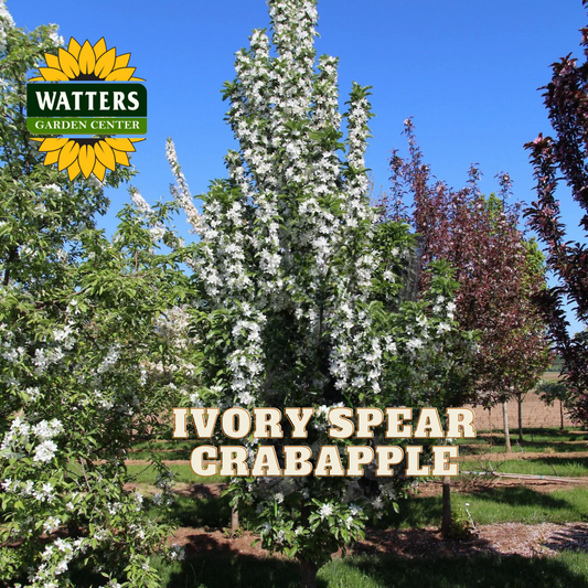 IVORY SPEAR CRABAPPLE TREE 15gal
