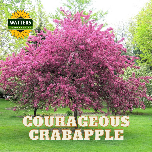 COURAGEOUS CRABAPPLE TREE 10gal