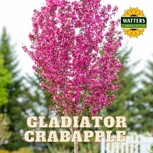 GLADIATOR CRABAPPLE TREE 10gal