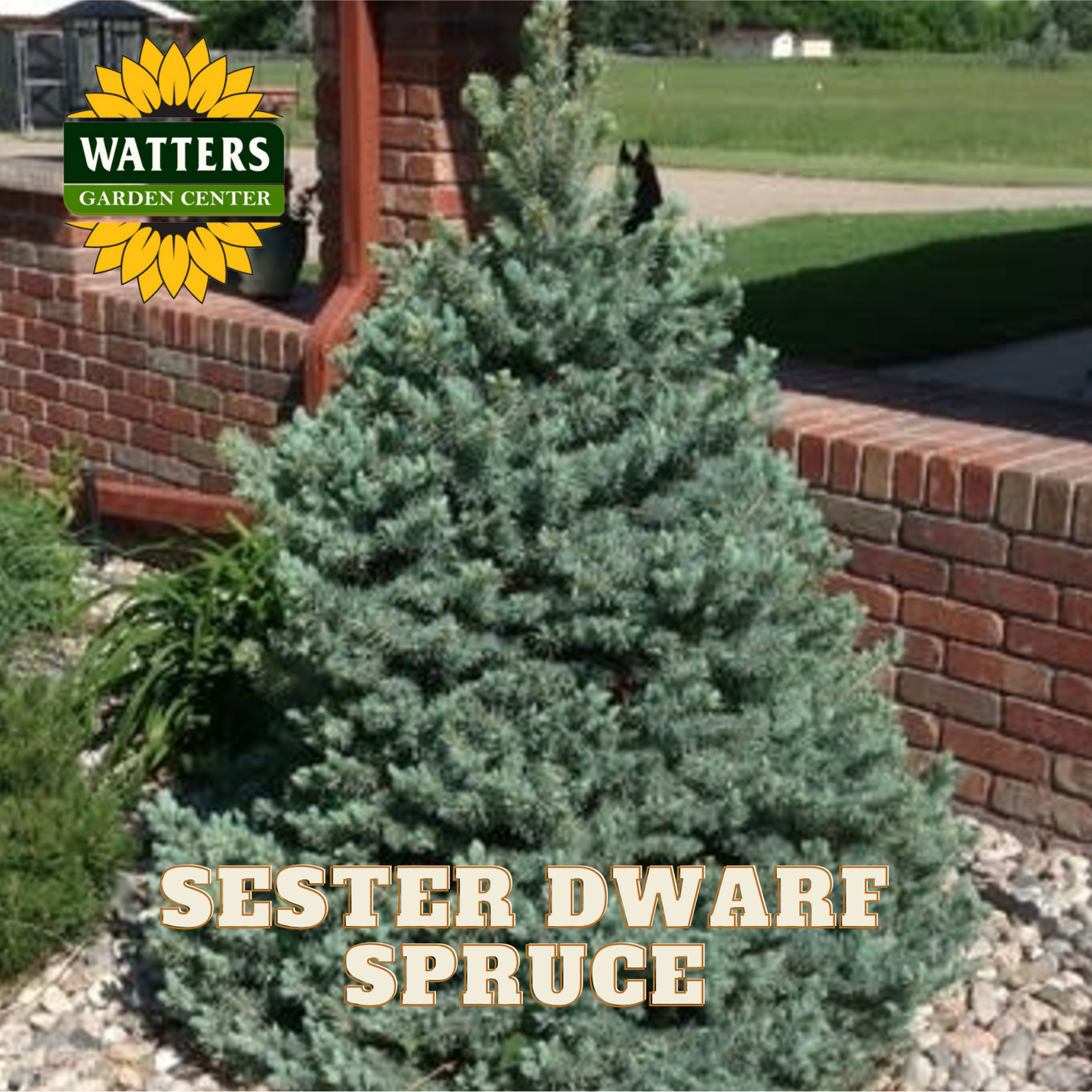 SESTER DWARF SPRUCE TREE 3'-4' 15" PREM CEDAR BX