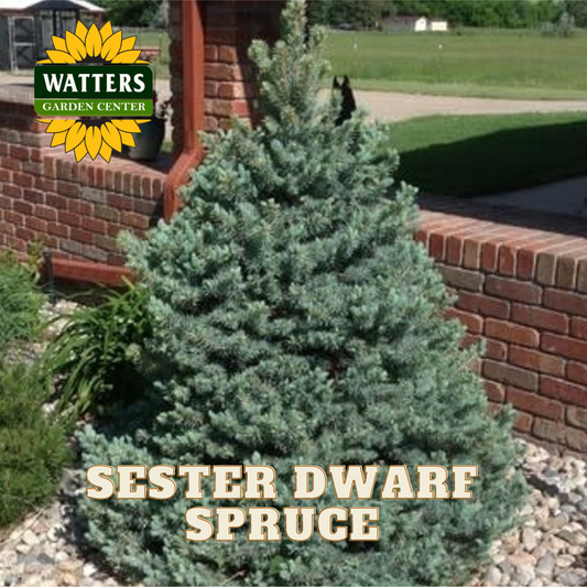 SESTER DWARF SPRUCE TREE 10gal