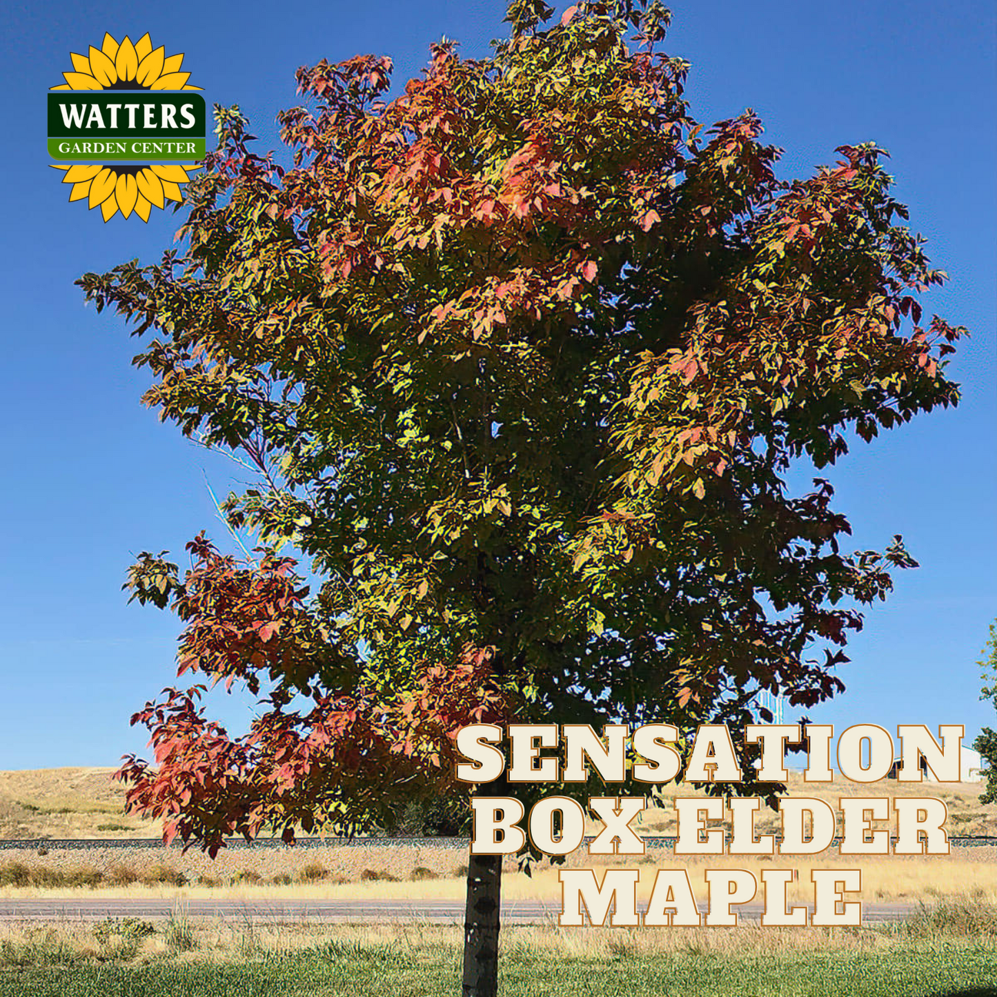 SENSATION BOXELDER MAPLE 15gal