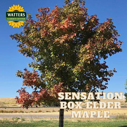 SENSATION BOXELDER MAPLE 10gal
