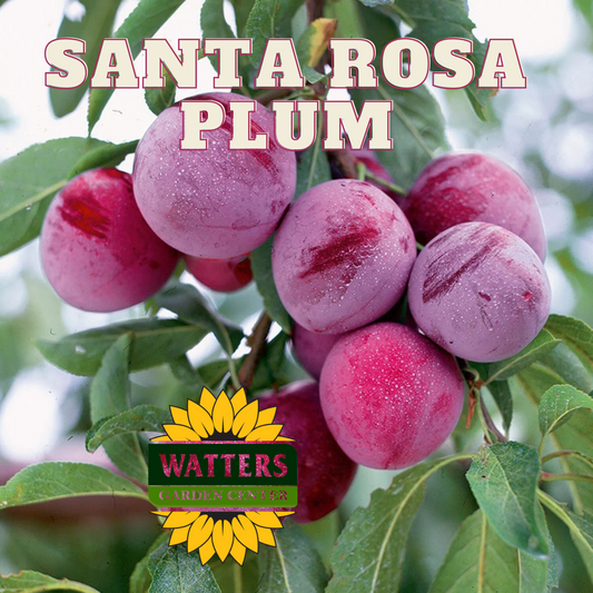 SANTA ROSA PLUM TREE 7gal