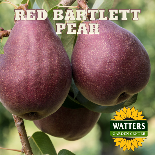 RED BARTLETT PEAR TREE 5gal