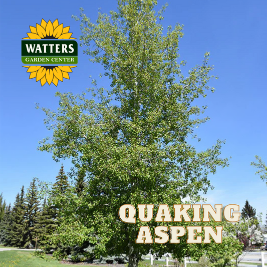 QUAKING ASPEN TREE SINGLE 7gal