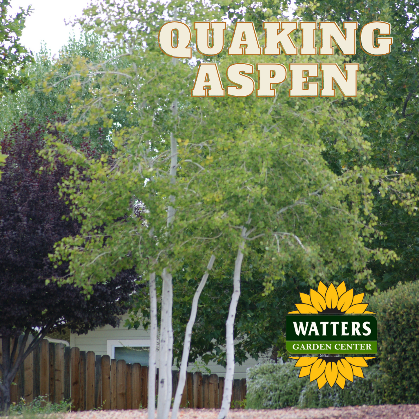 QUAKING ASPEN TREE CLUMP 25gal