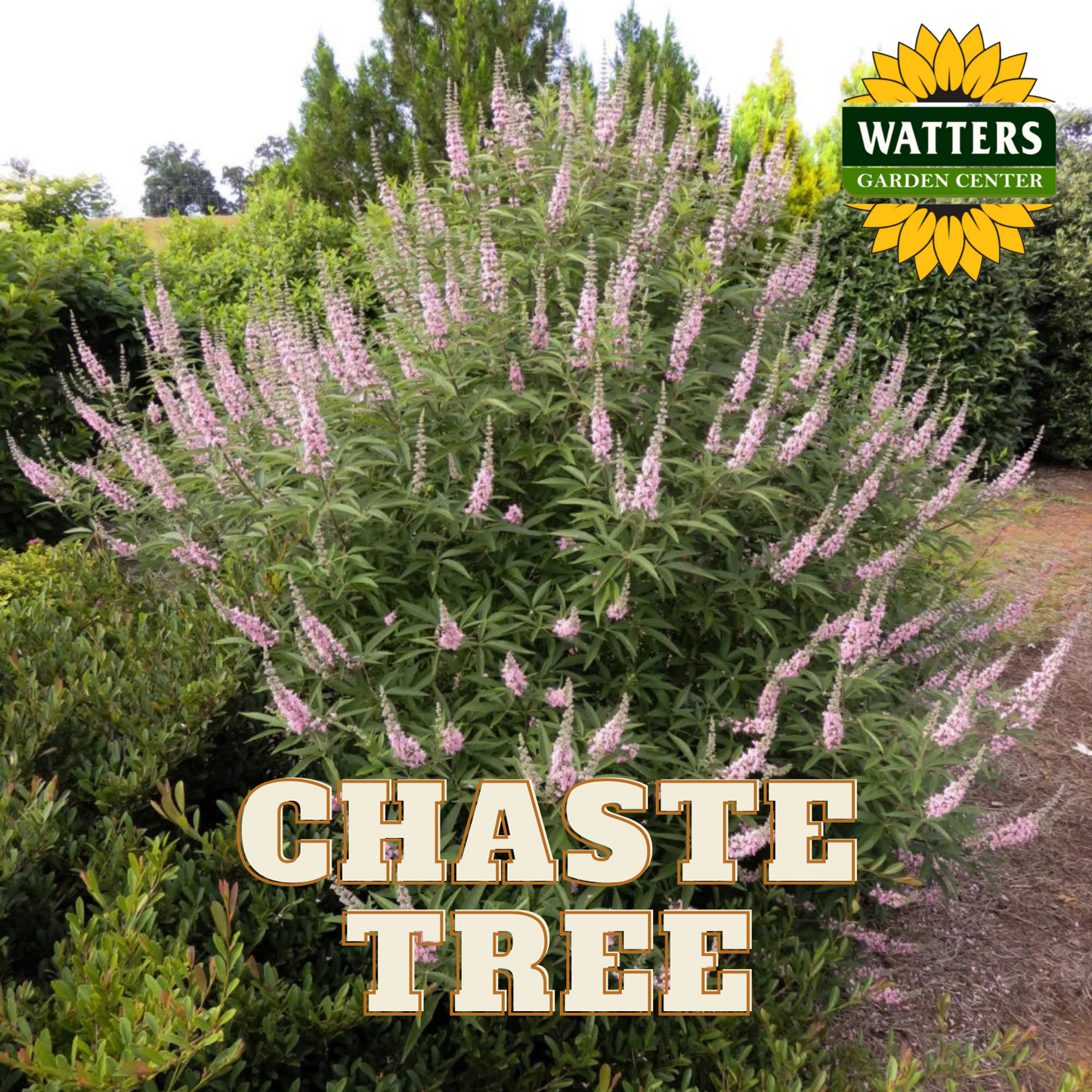 A mature pink chaste tree with spikes of soft pink blooms, labeled with the name 'CHASTE TREE' in front of a lush garden background.