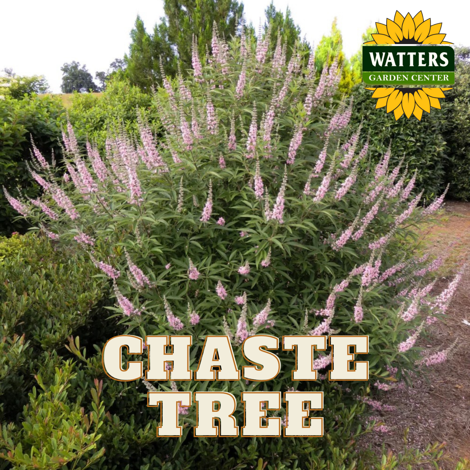 A mature pink chaste tree with spikes of soft pink blooms, labeled with the name 'CHASTE TREE' in front of a lush garden background.