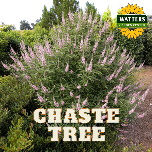 A mature pink chaste tree with spikes of soft pink blooms, labeled with the name 'CHASTE TREE' in front of a lush garden background.