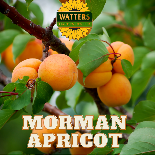 MORMON CHINESE APRICOT TREE 7gal