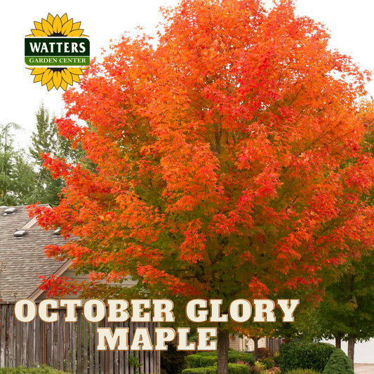 OCTOBER GLORY MAPLE 7gal