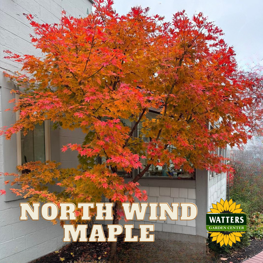 NORTH WIND JAPANESE MAPLE