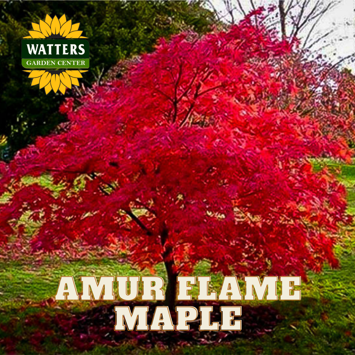 AMUR FLAME MAPLE TREE 15gal