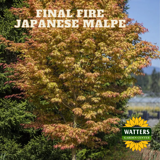 FINAL FIRE JAPANESE MAPLE