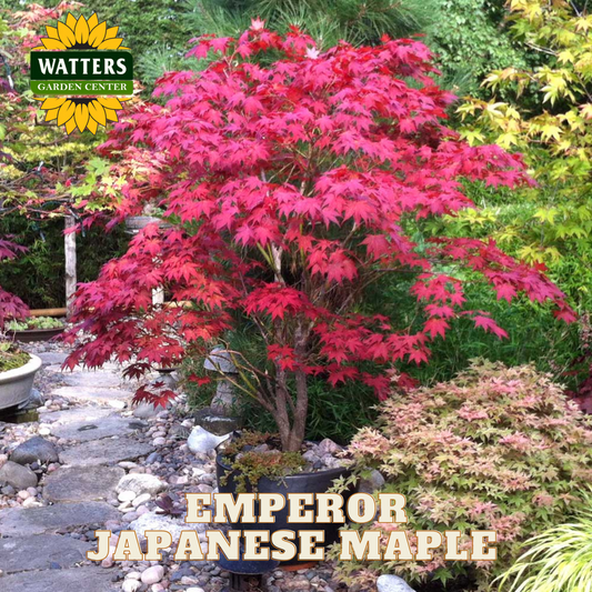 EMPEROR JAPANESE MAPLE 10gal