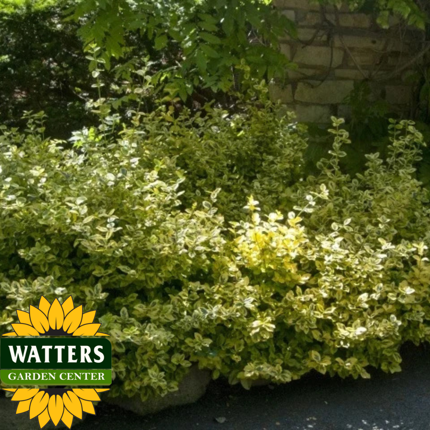 CANADALE GOLD EUONYMUS 2gal