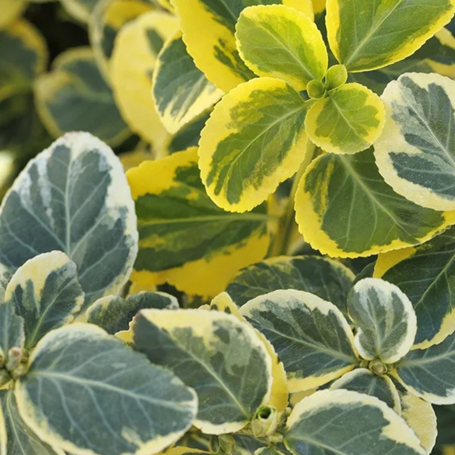 CANADALE GOLD EUONYMUS 2gal