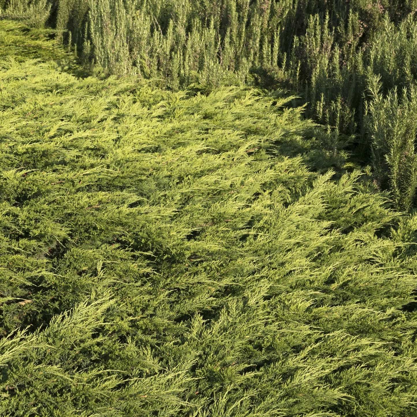 CALGARY CARPET JUNIPER 2gal