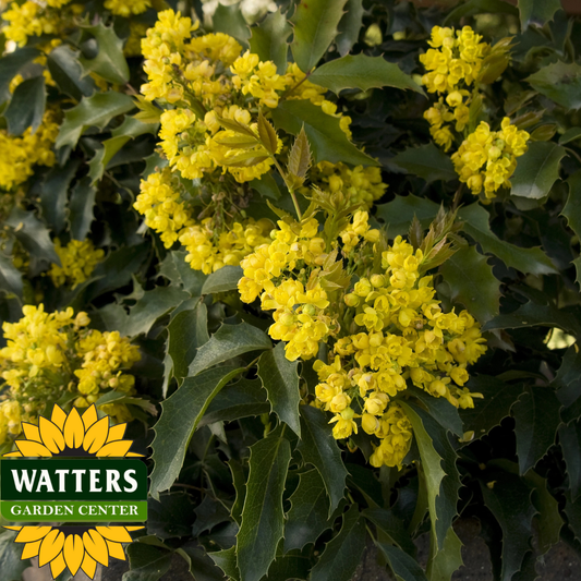 COMPACT OREGON GRAPE MAHONIA 2gal