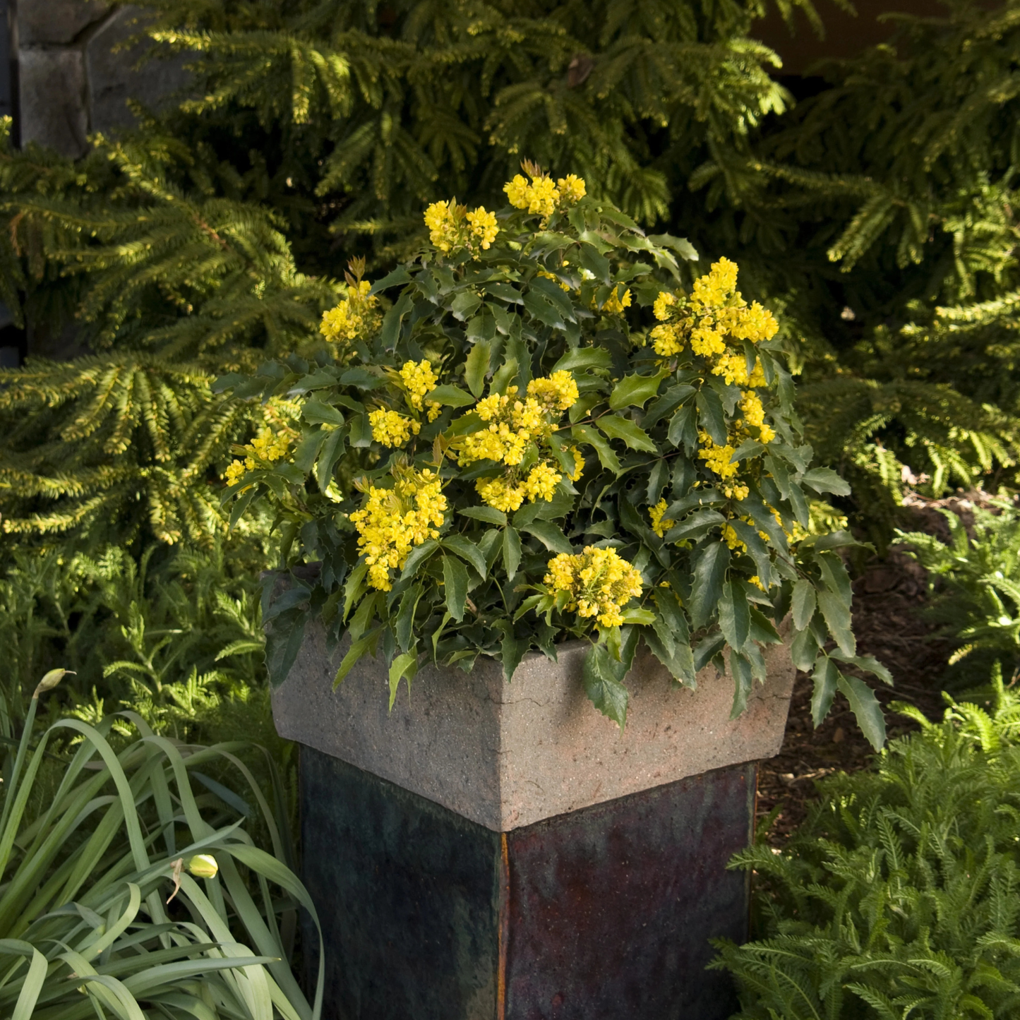 COMPACT OREGON GRAPE MAHONIA 2gal
