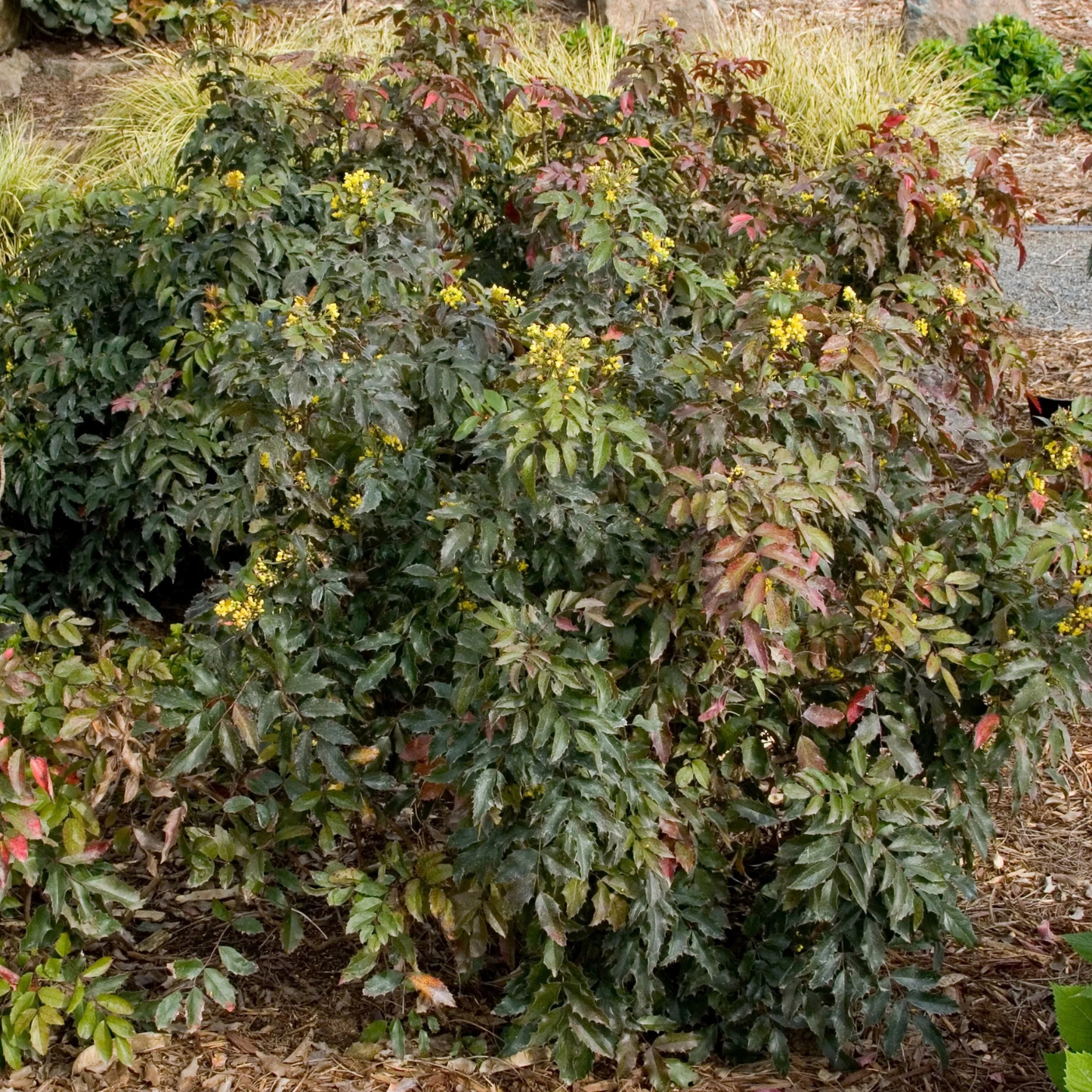 COMPACT OREGON GRAPE MAHONIA 2gal