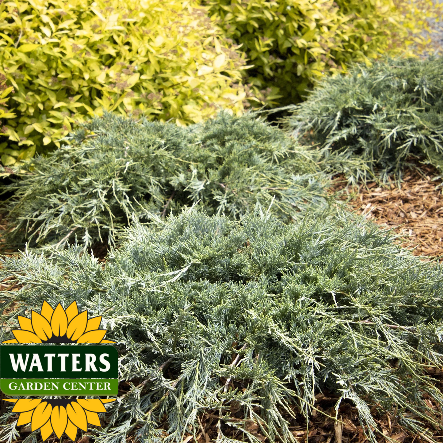 BURLY BLUE JUNIPER 5gal