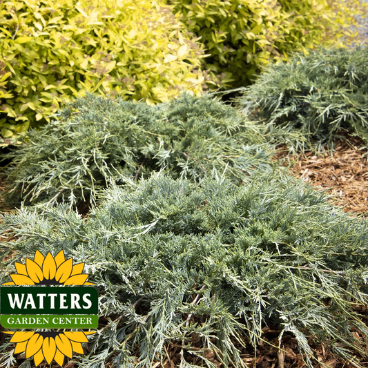 BURLY BLUE JUNIPER 5gal