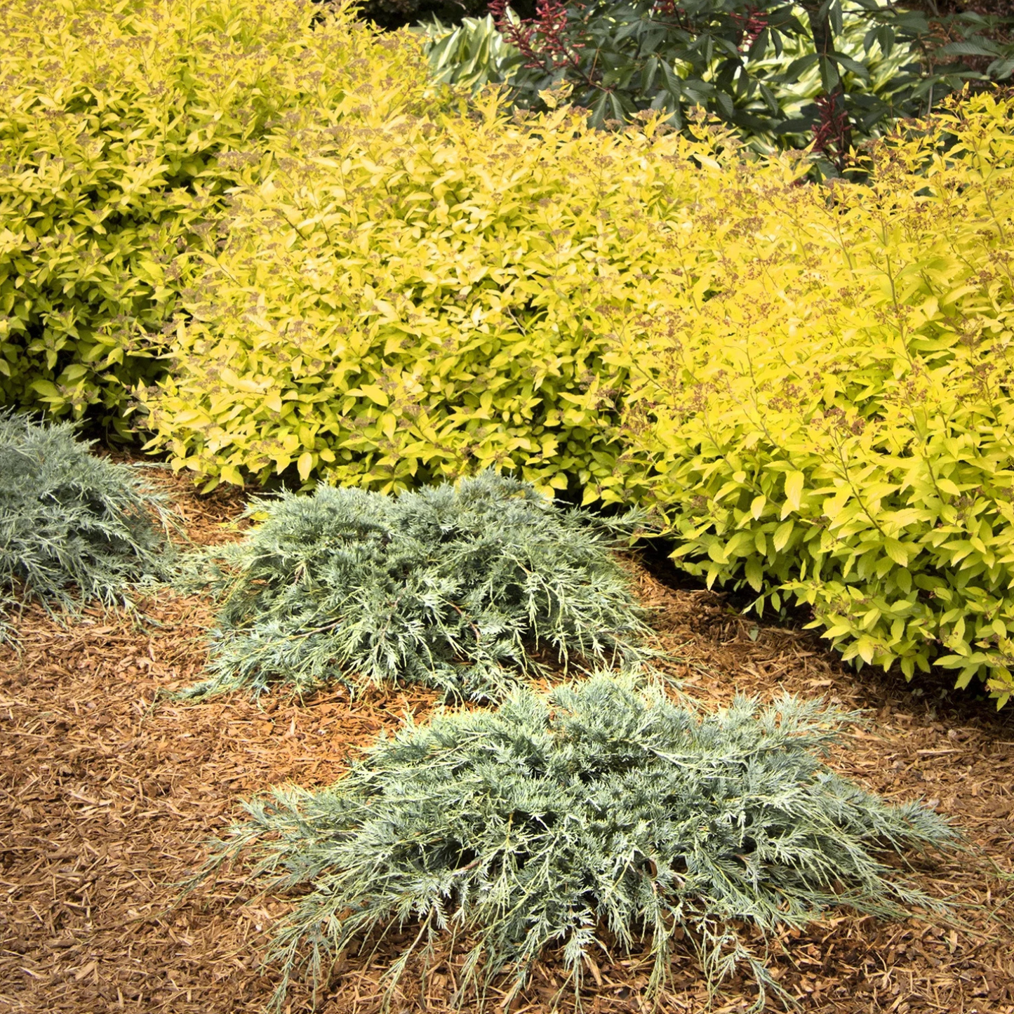 BURLY BLUE JUNIPER 5gal