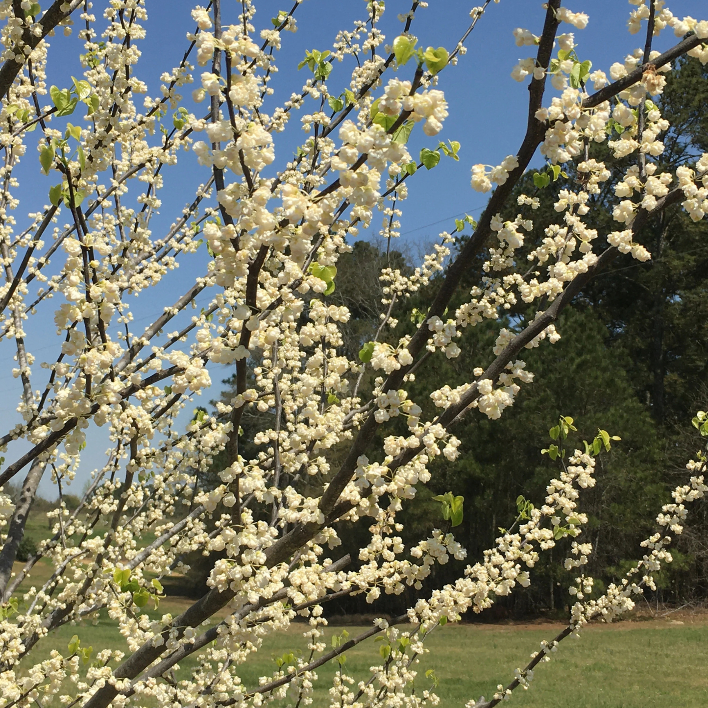 WHITE POMPOM REDBUD TREE 5gal