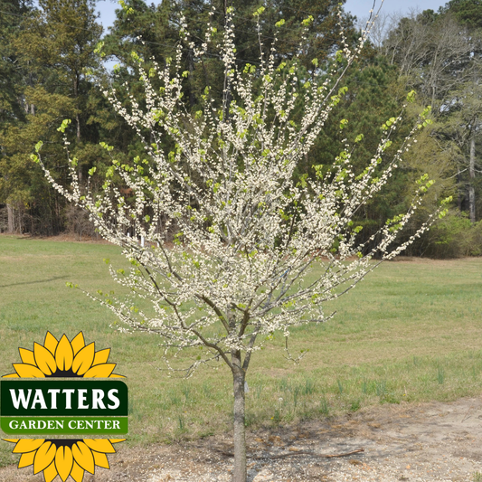 WHITE POMPOM REDBUD TREE 5gal