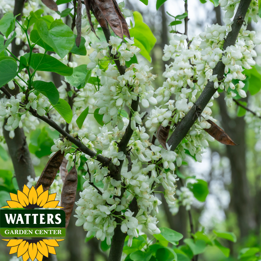 SHIROBANA REDBUD TREE 5gal