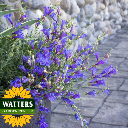 MARGARITA PENSTEMON