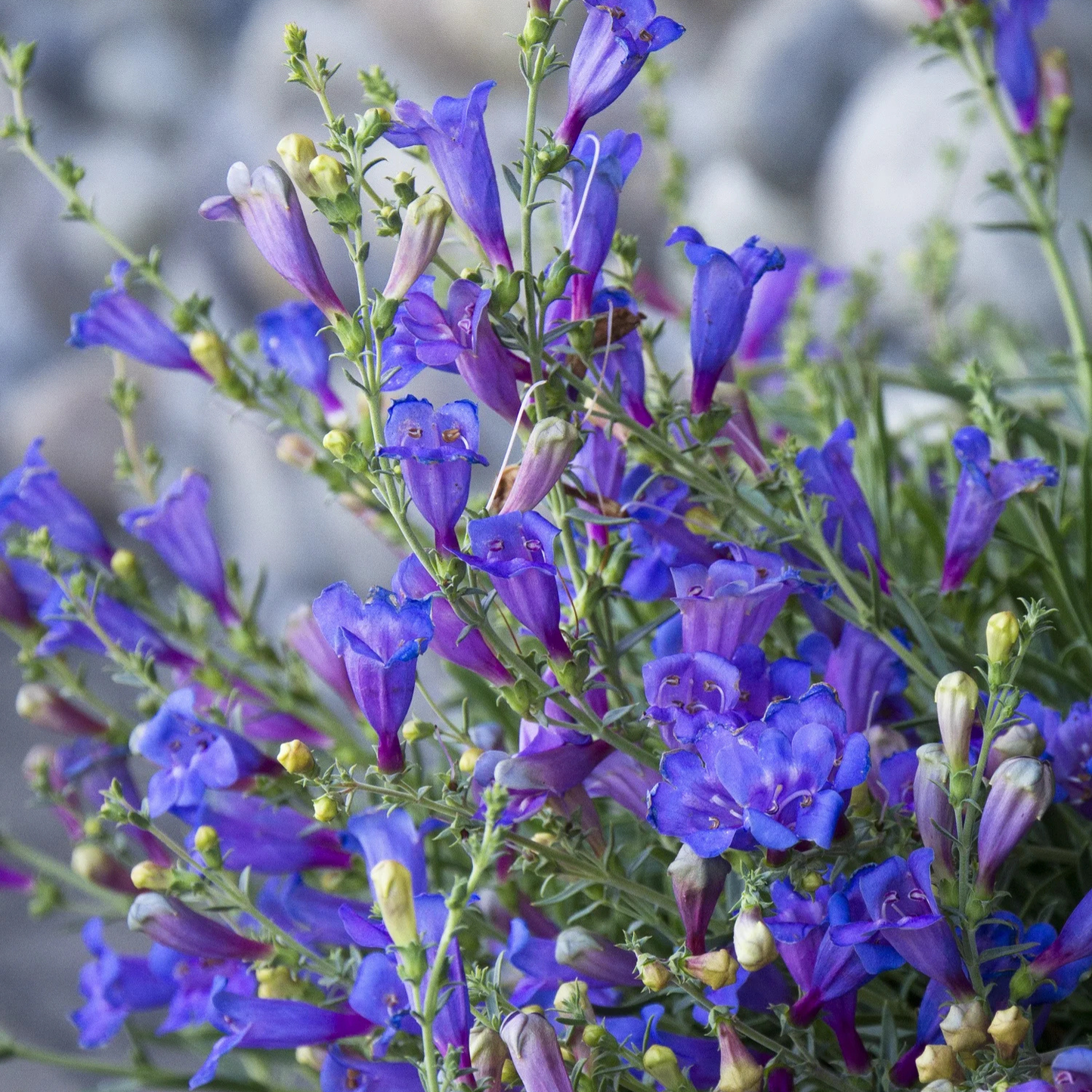 MARGARITA PENSTEMON