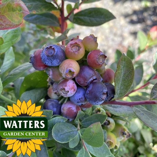 BOUNTIFUL BELLE BLUBERRY 2GAL