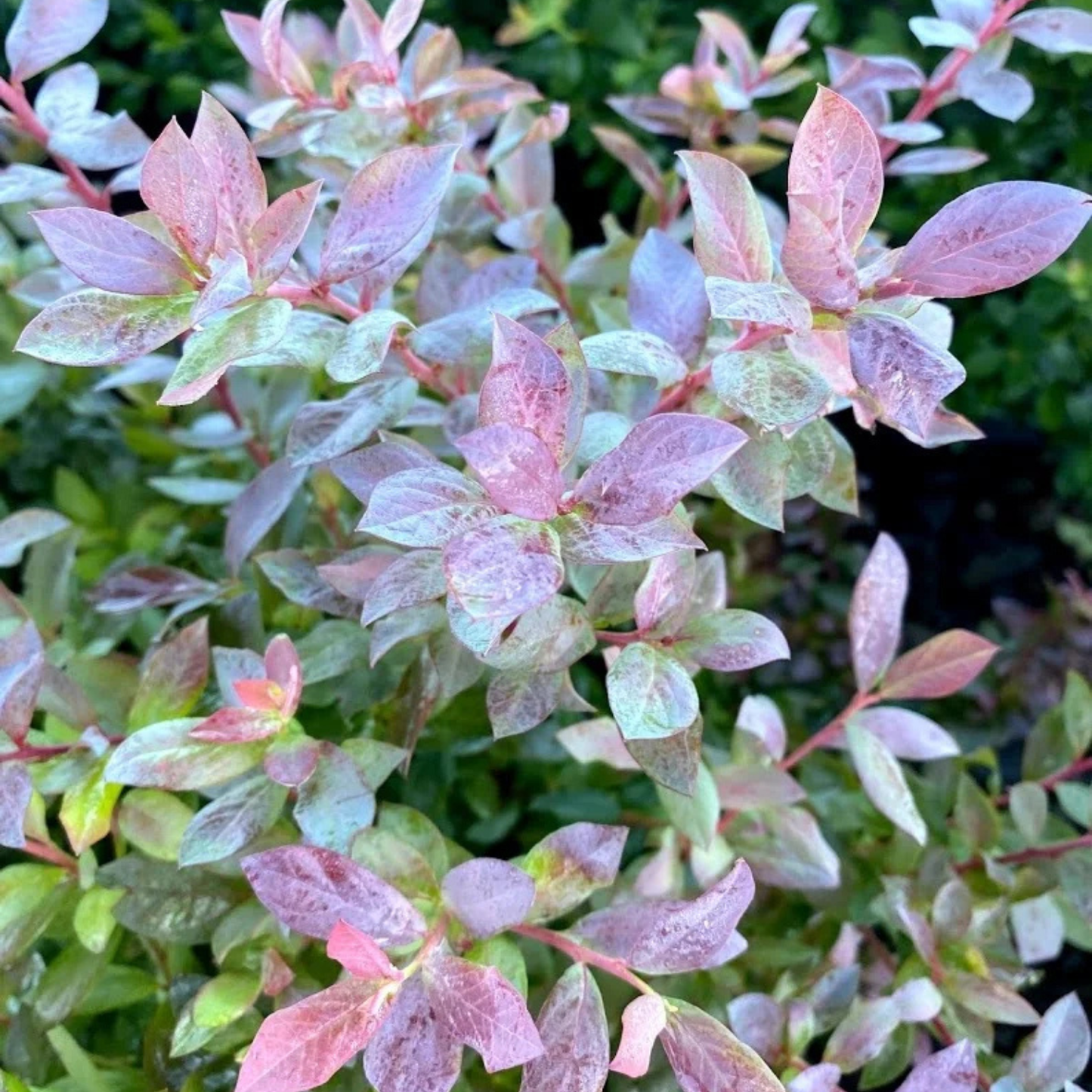 BOUNTIFUL BELLE BLUBERRY 2GAL