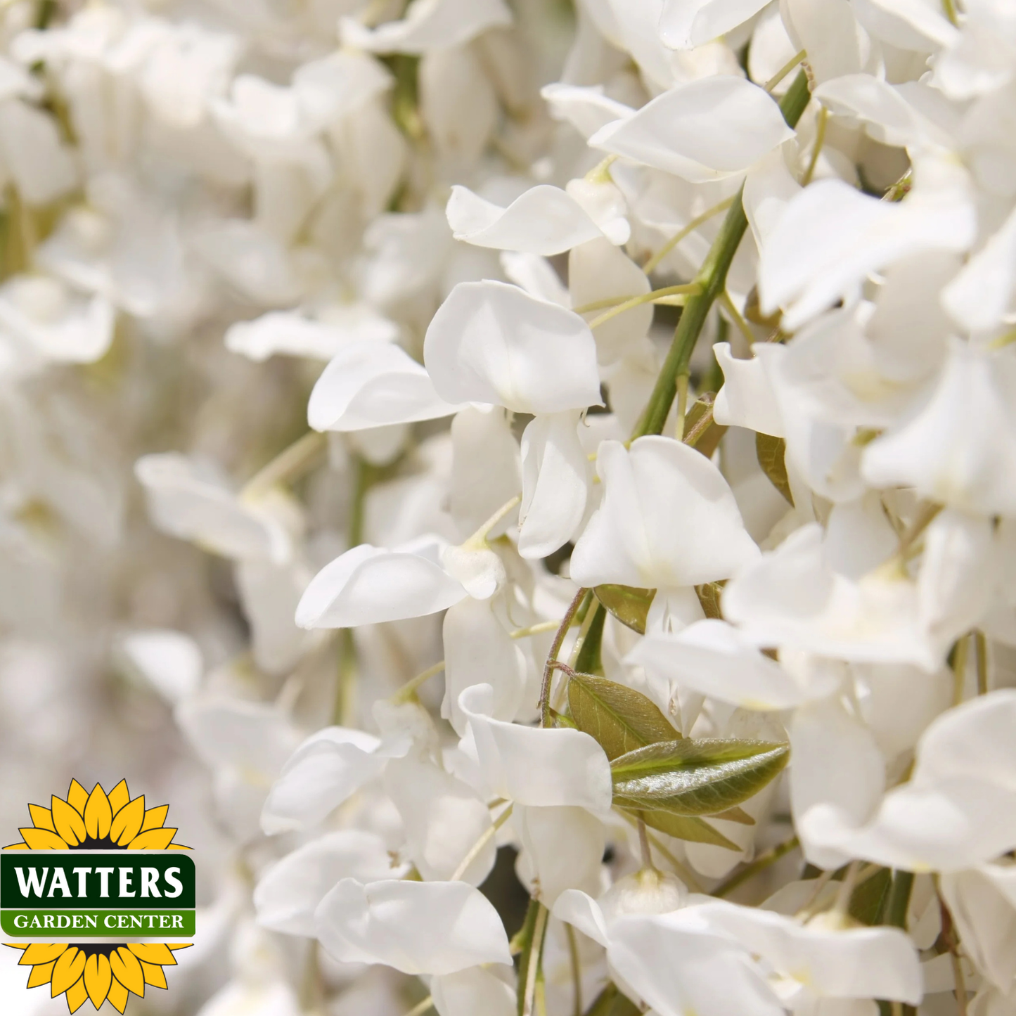 KAPTAIN FUJI WISTERIA 2gal