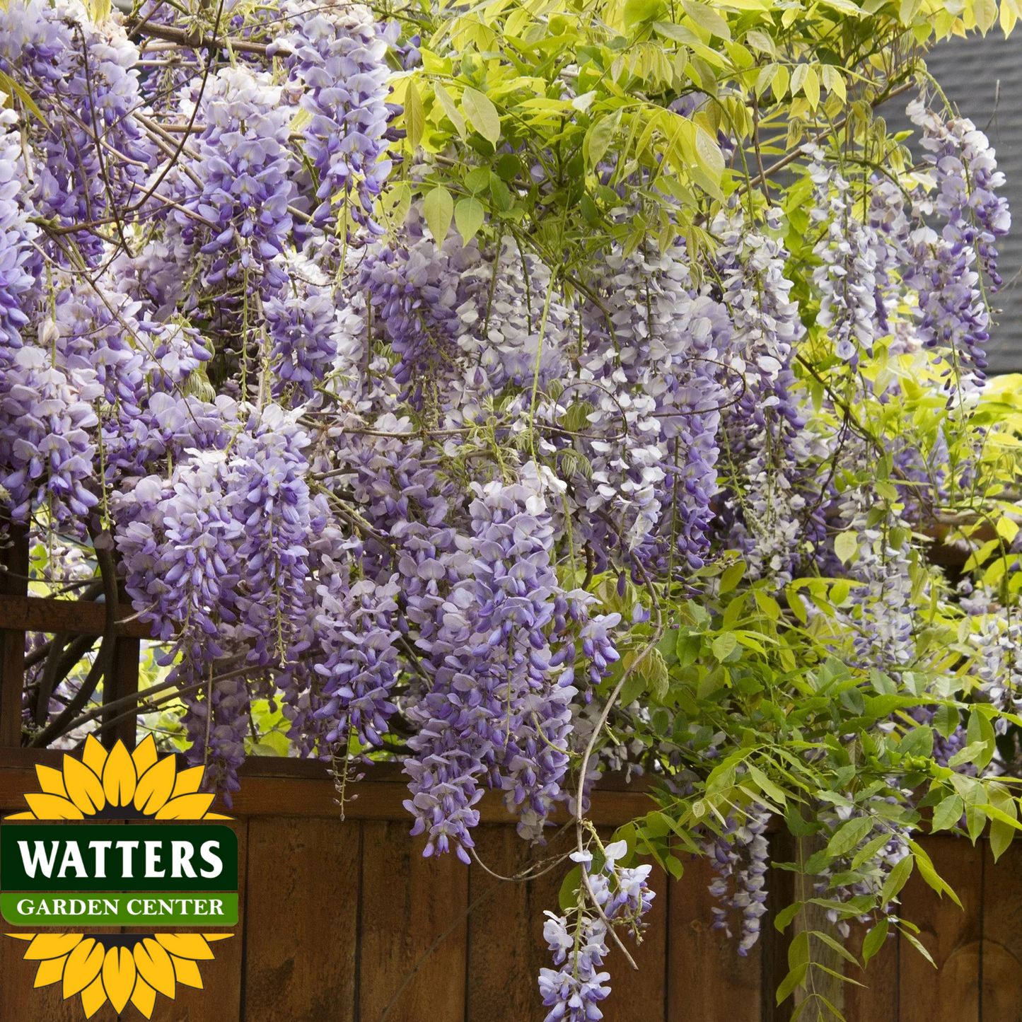 TEXAS PURPLE WISTERIA 2gal