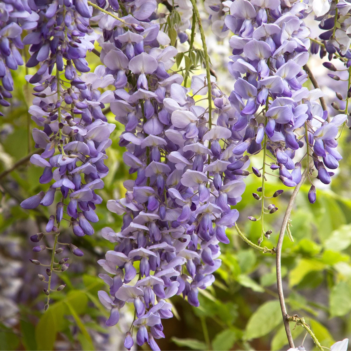 TEXAS PURPLE WISTERIA 2gal