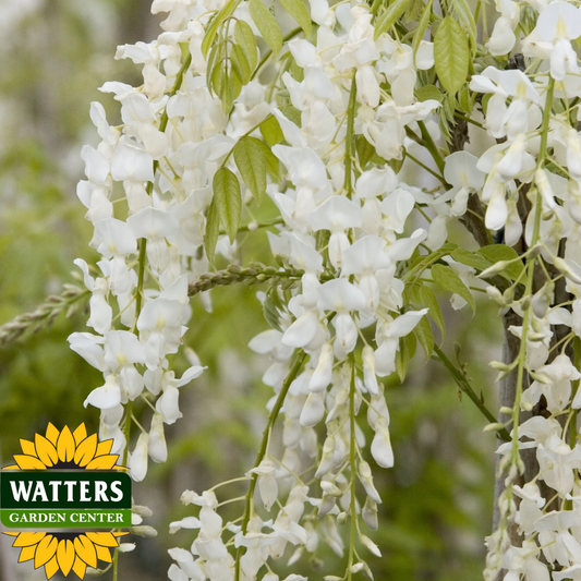 WHITE JAPANESE WISTERIA 2gal