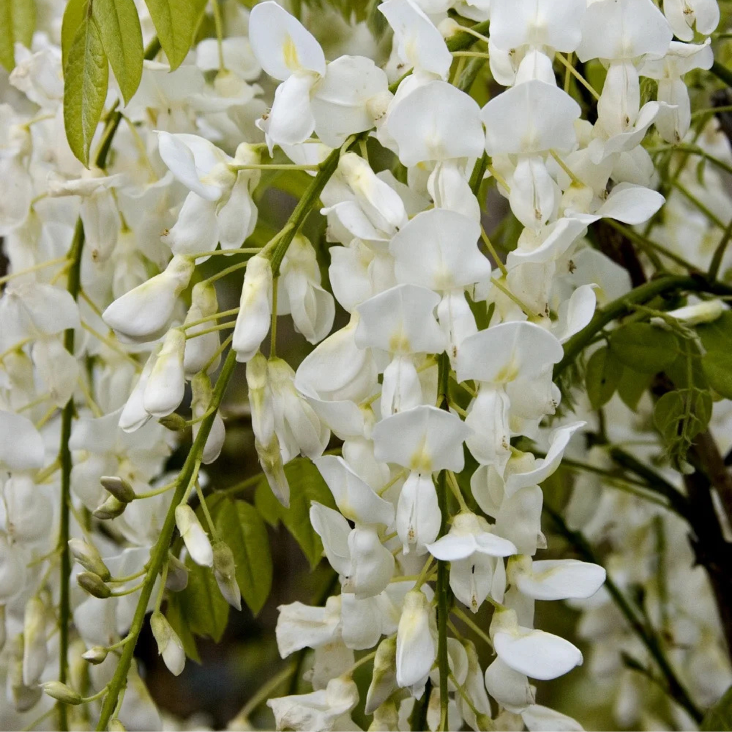 WHITE JAPANESE WISTERIA 2gal