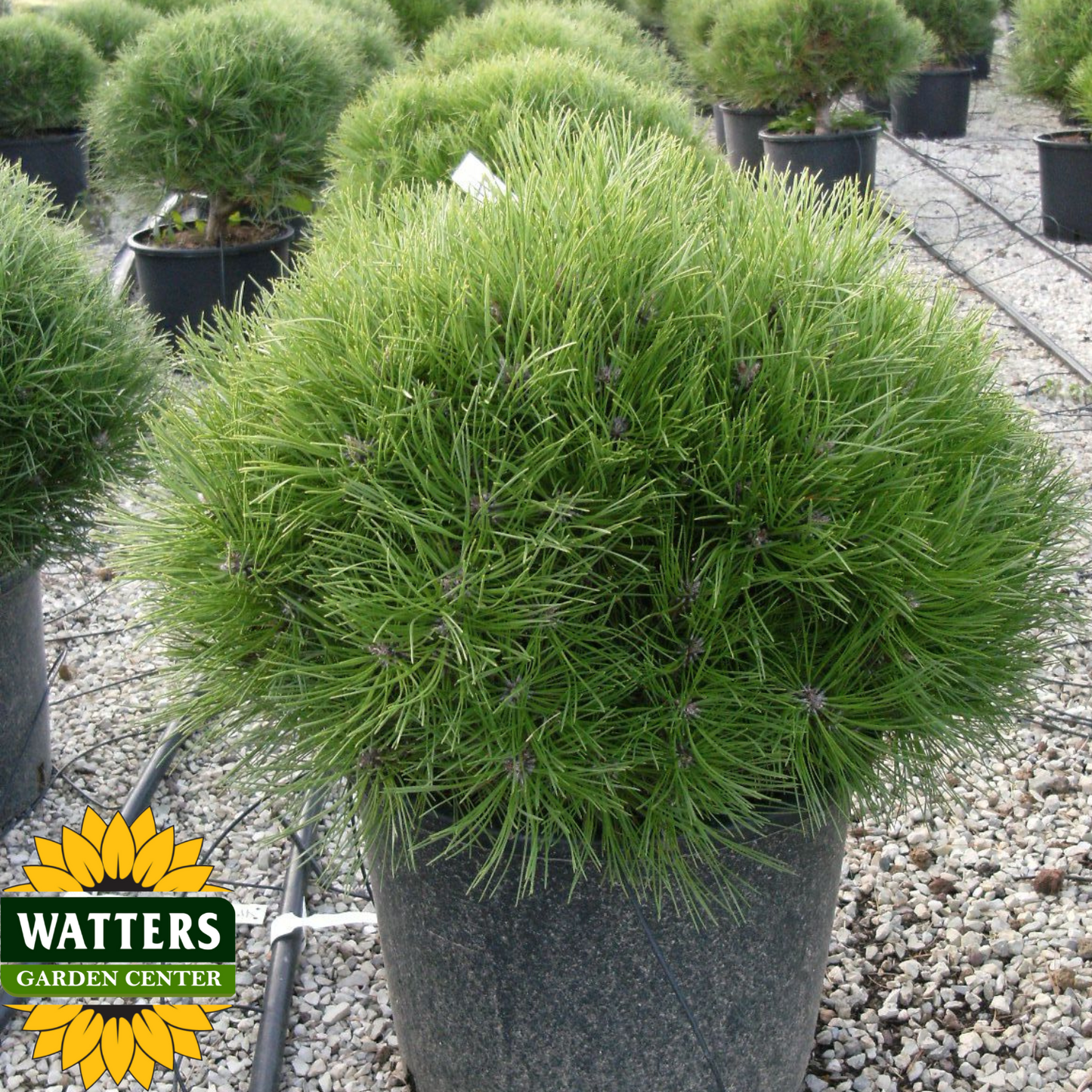BAMBINO PINE 3gal