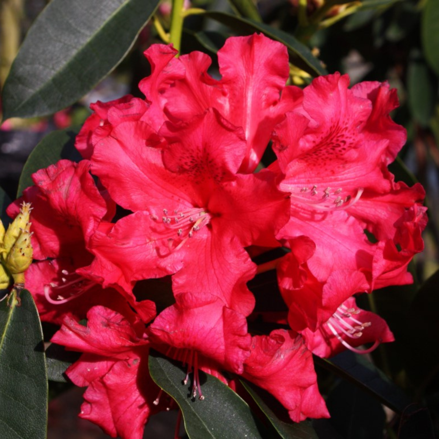 JEAN MARIE DE MONTAGUE RHODODENDRON 3gal