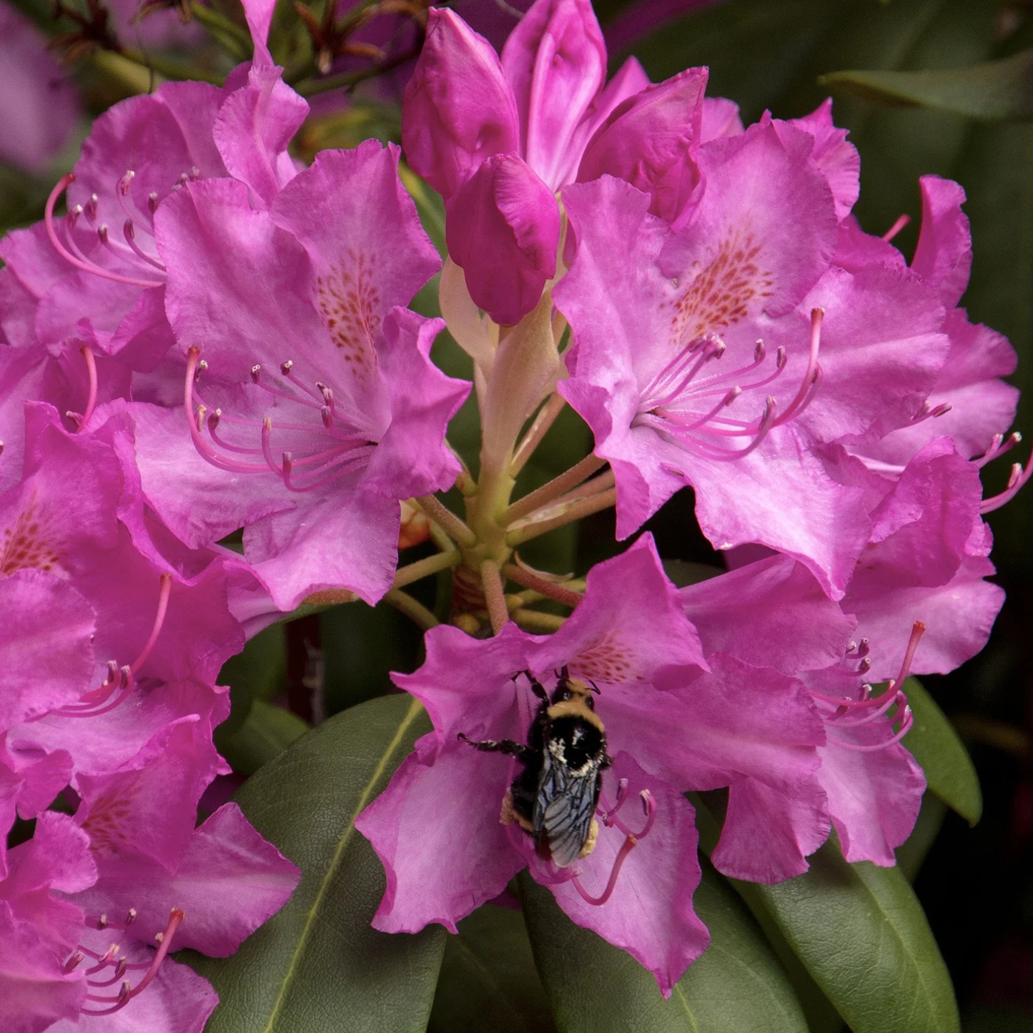 ROSEUM ELEGANS RHODODENDRON 3gal