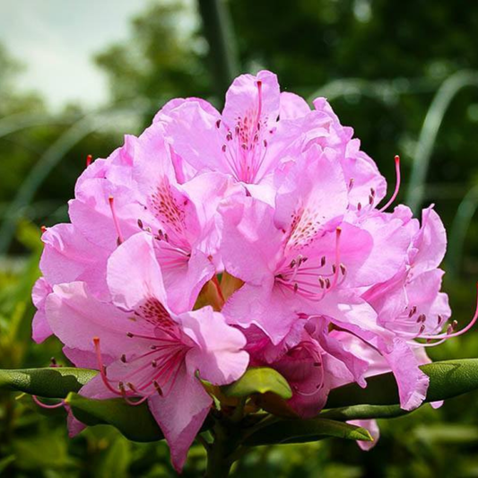 ROSEUM PINK RHODODENDRON 3gal