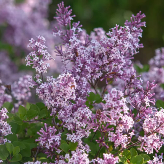 MISS KIM LILAC 3gal