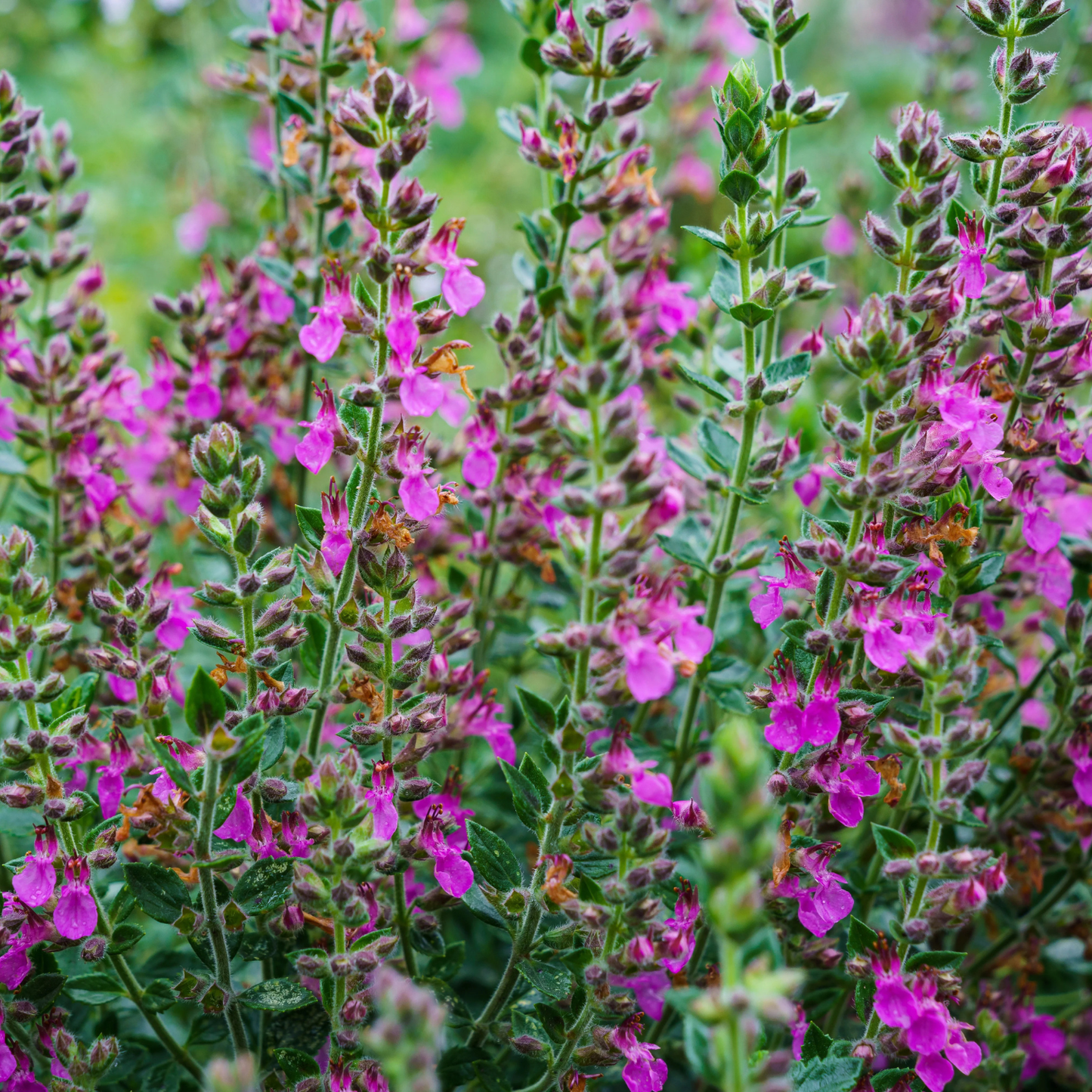 WALL GERMANDER 1gal