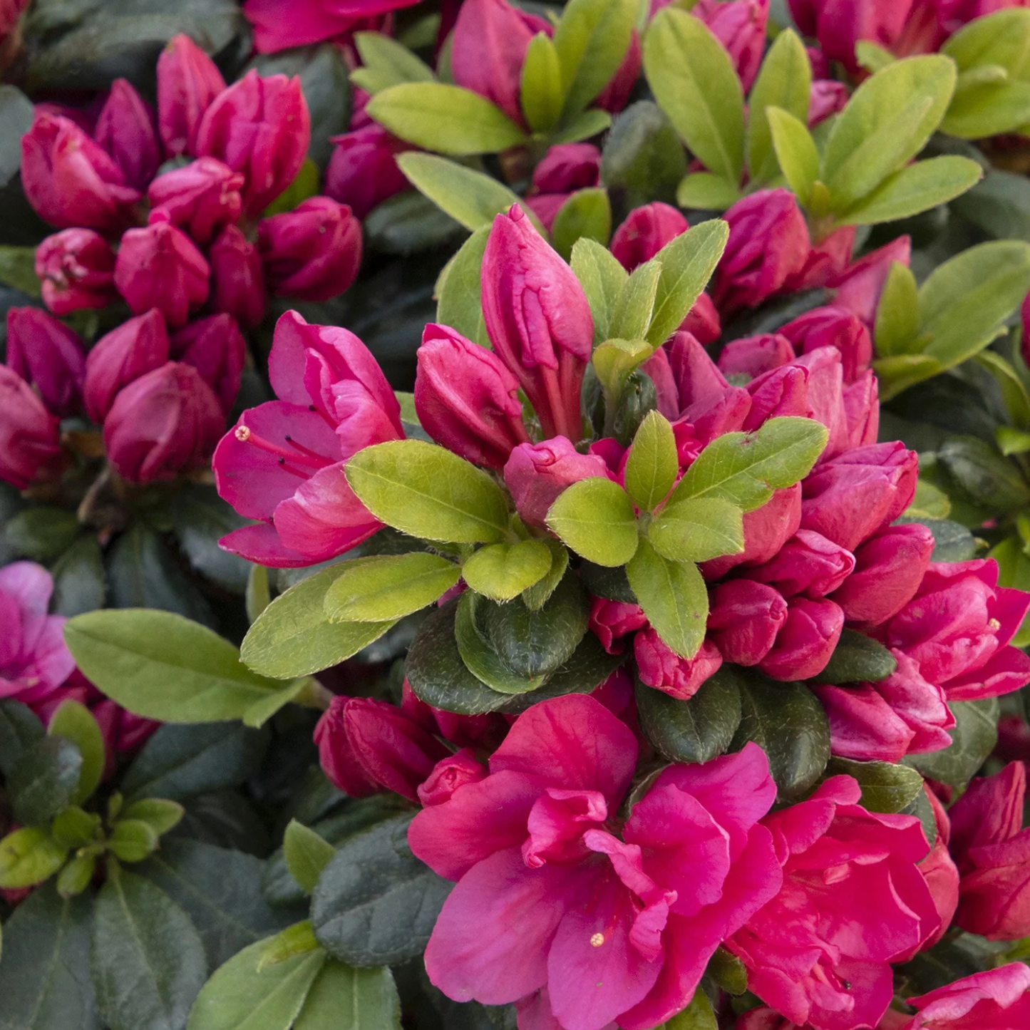 KIMONO CANZONETTA AZALEA 2gal